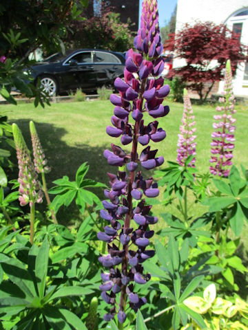 Lupinus sp.