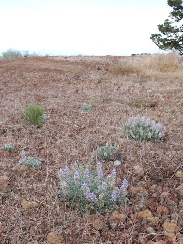 Lupinus onustus