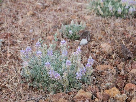 Lupinus onustus