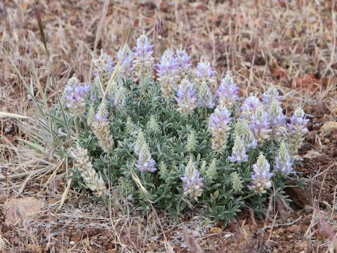 Lupinus onustus