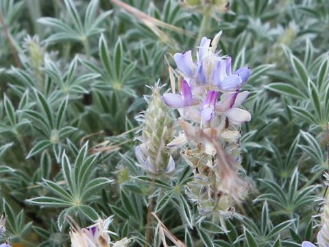 Lupinus onustus