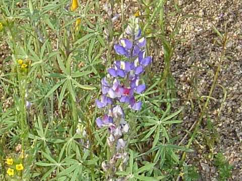 Lupinus sparsiflorus