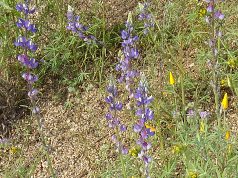 Lupinus sparsiflorus