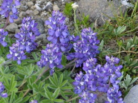 Lupinus arcticus ssp. subalpinus