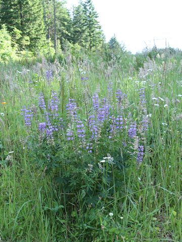 Lupinus arcticus ssp. subalpinus