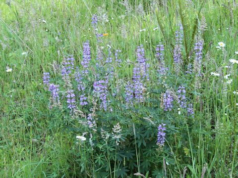 Lupinus arcticus ssp. subalpinus