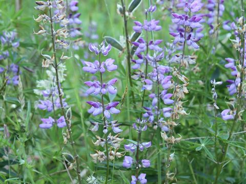 Lupinus arcticus ssp. subalpinus