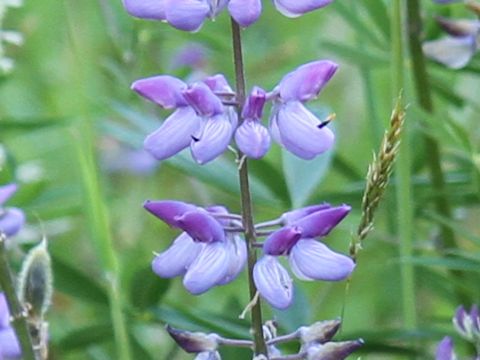 Lupinus arcticus ssp. subalpinus