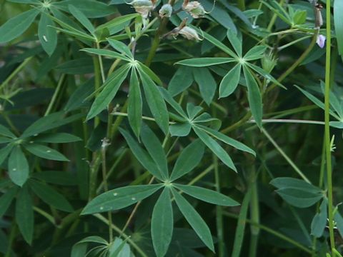 Lupinus arcticus ssp. subalpinus