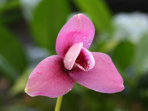 Lycaste cv. Elizabeth Powell