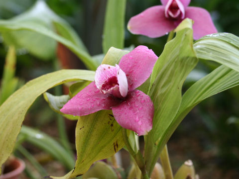 Lycaste cv. Elizabeth Powell