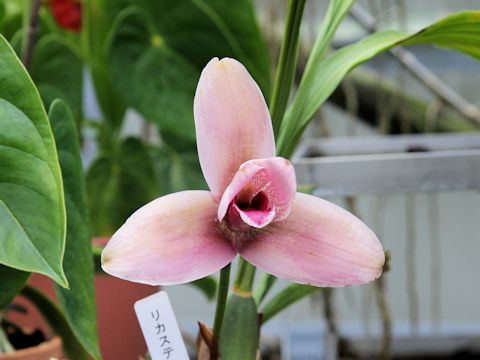 Lycaste cv.