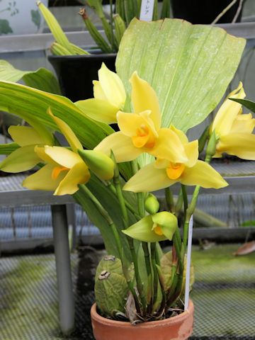 Lycaste cv.