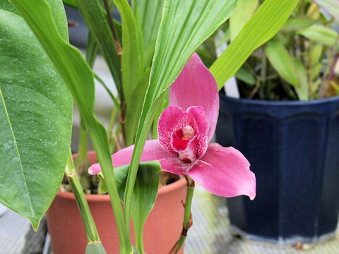 Lycaste cv.