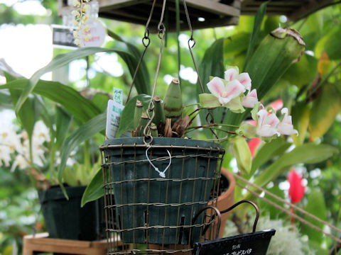 Lycaste brevispatha