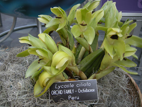 Lycaste ciliata