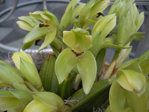 Lycaste ciliata