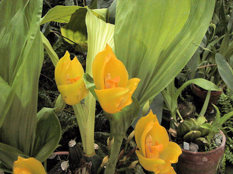 Lycaste cruenta