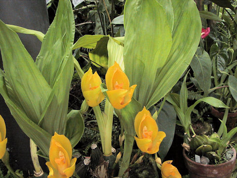 Lycaste cruenta