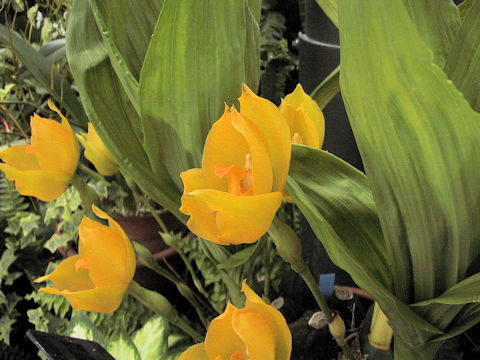 Lycaste cruenta