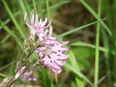 Lychnis flos-cuculi