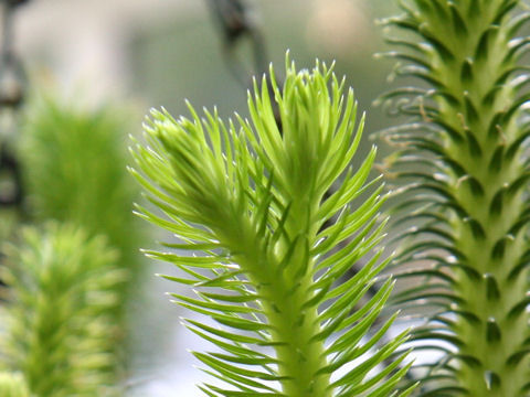 Lycopodium squarrosum