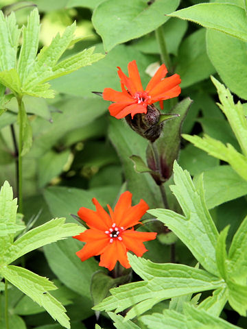 Lychnis x arkwrightii cv. Vesuvius