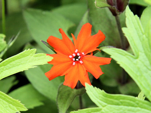 Lychnis x arkwrightii cv. Vesuvius