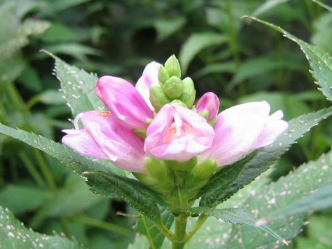 Chelone lyonii