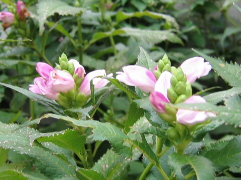 Chelone lyonii