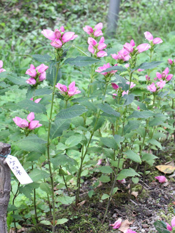 Chelone lyonii