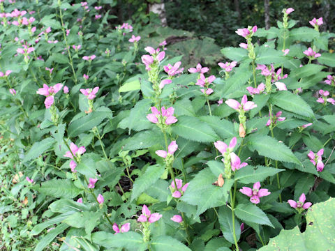 Chelone lyonii