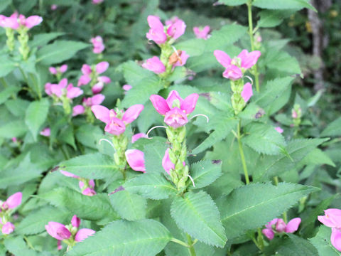 Chelone lyonii