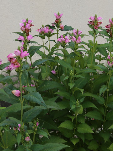 Chelone lyonii