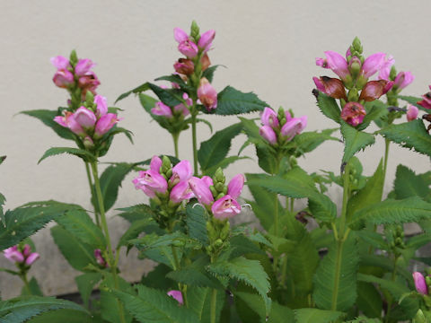 Chelone lyonii