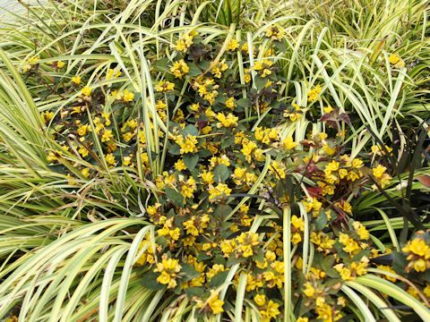 Lysimachia congestiflora