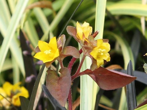 Lysimachia congestiflora