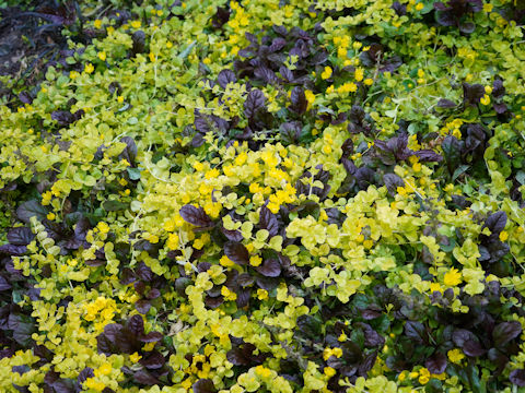 Lysimachia congestiflora