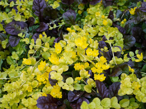 Lysimachia congestiflora