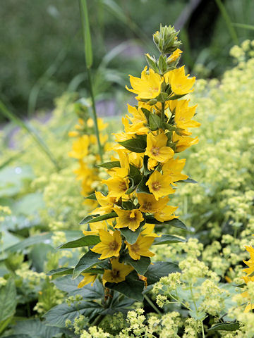 Lysimachia punctata