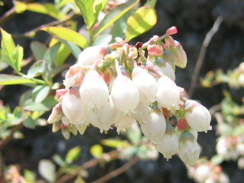 Vaccinium virgatum