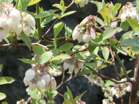 Vaccinium virgatum