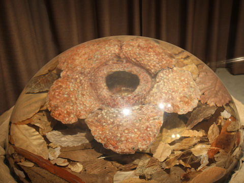 Rafflesia arnoldii