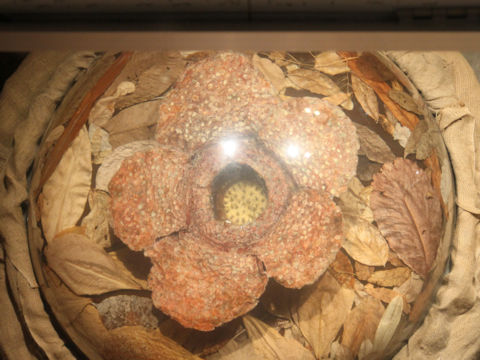 Rafflesia arnoldii