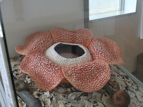 Rafflesia arnoldii