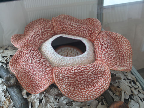 Rafflesia arnoldii