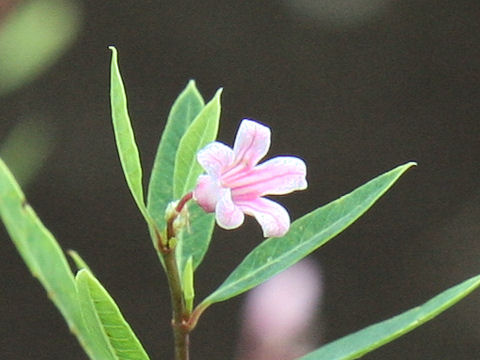 Apocynum venetum