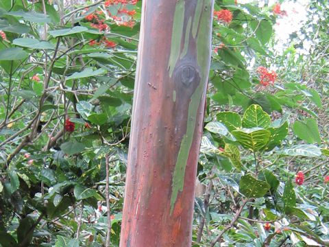 Eucalyptus deglupta