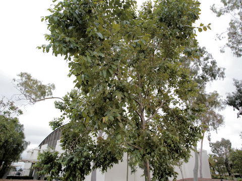 Eucalyptus deglupta