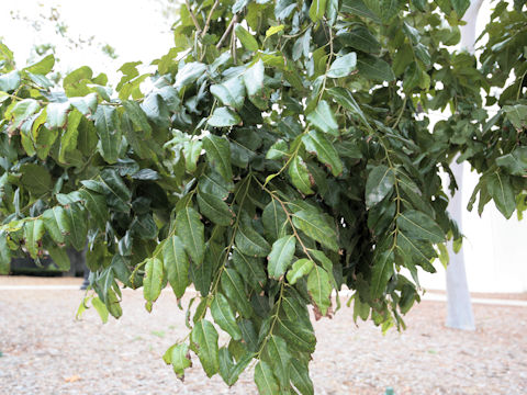 Eucalyptus deglupta